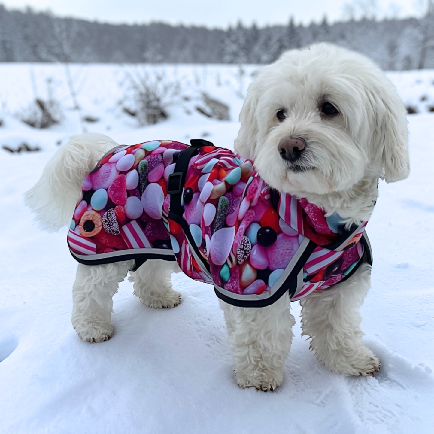 Milliset softshell takki koiralle