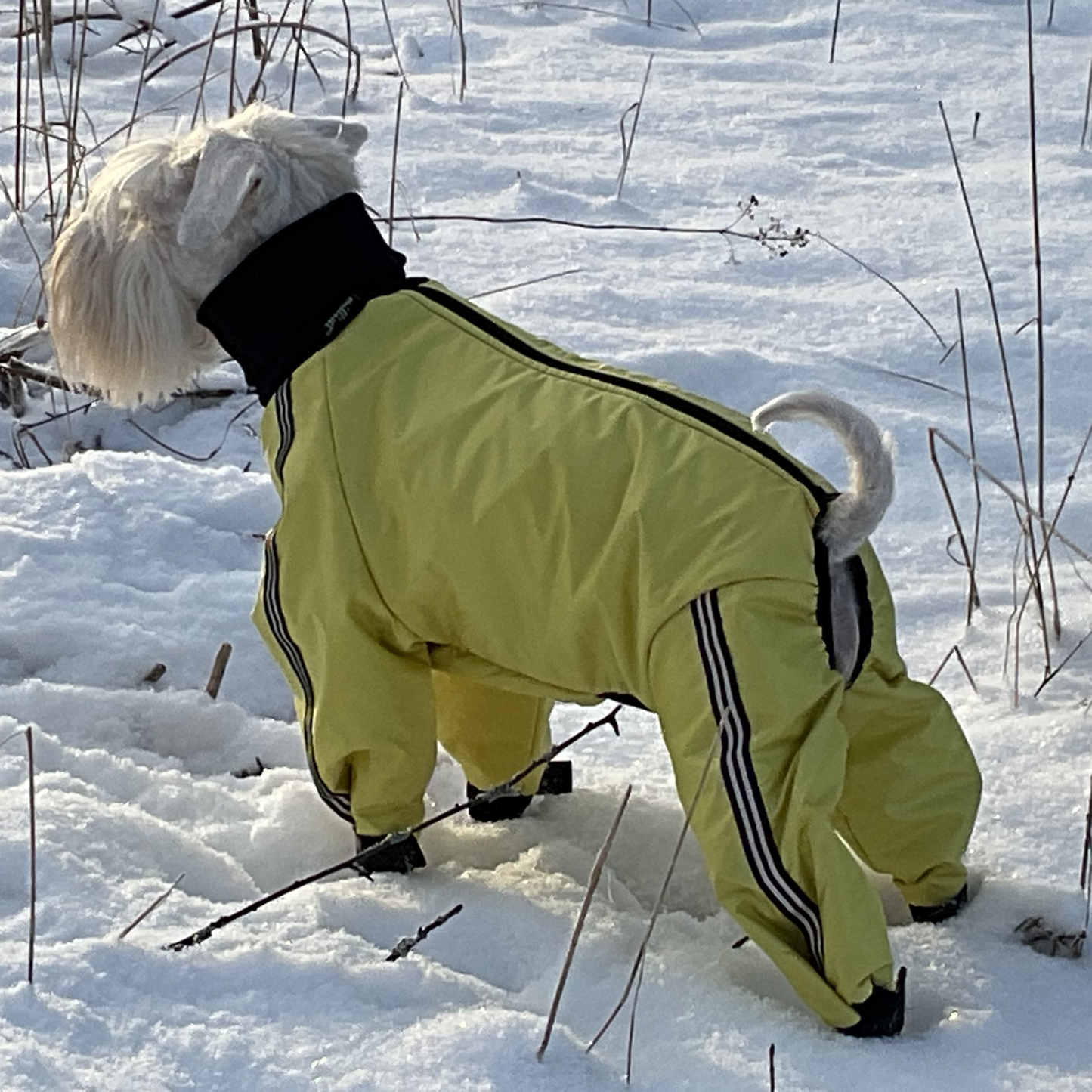 Vanuvuori lahkeellinen puku koiralle