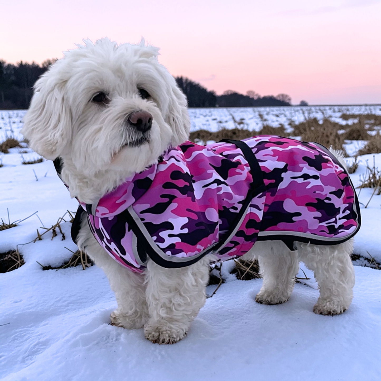 Kuviollinen koiran toppatakki