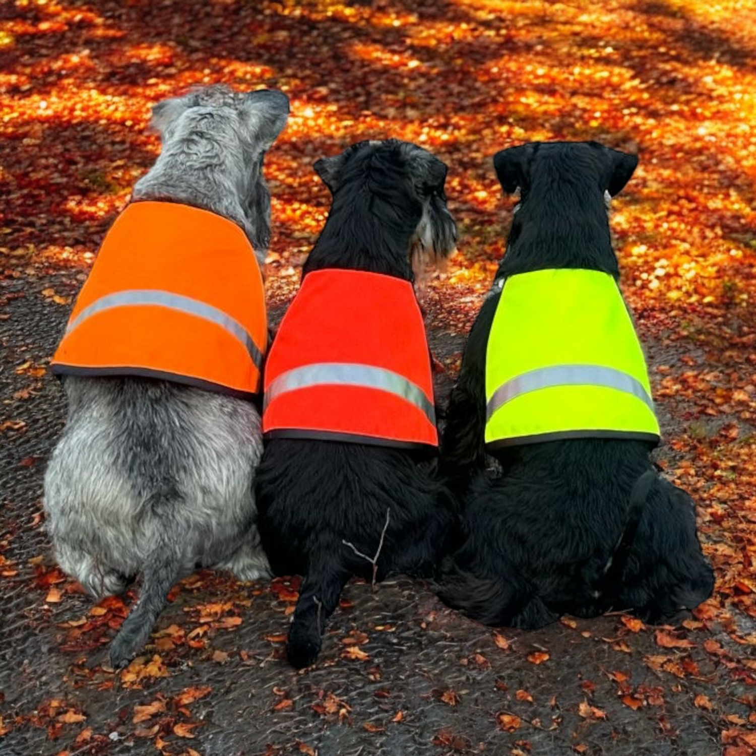 Milliset koiran huomioliivit