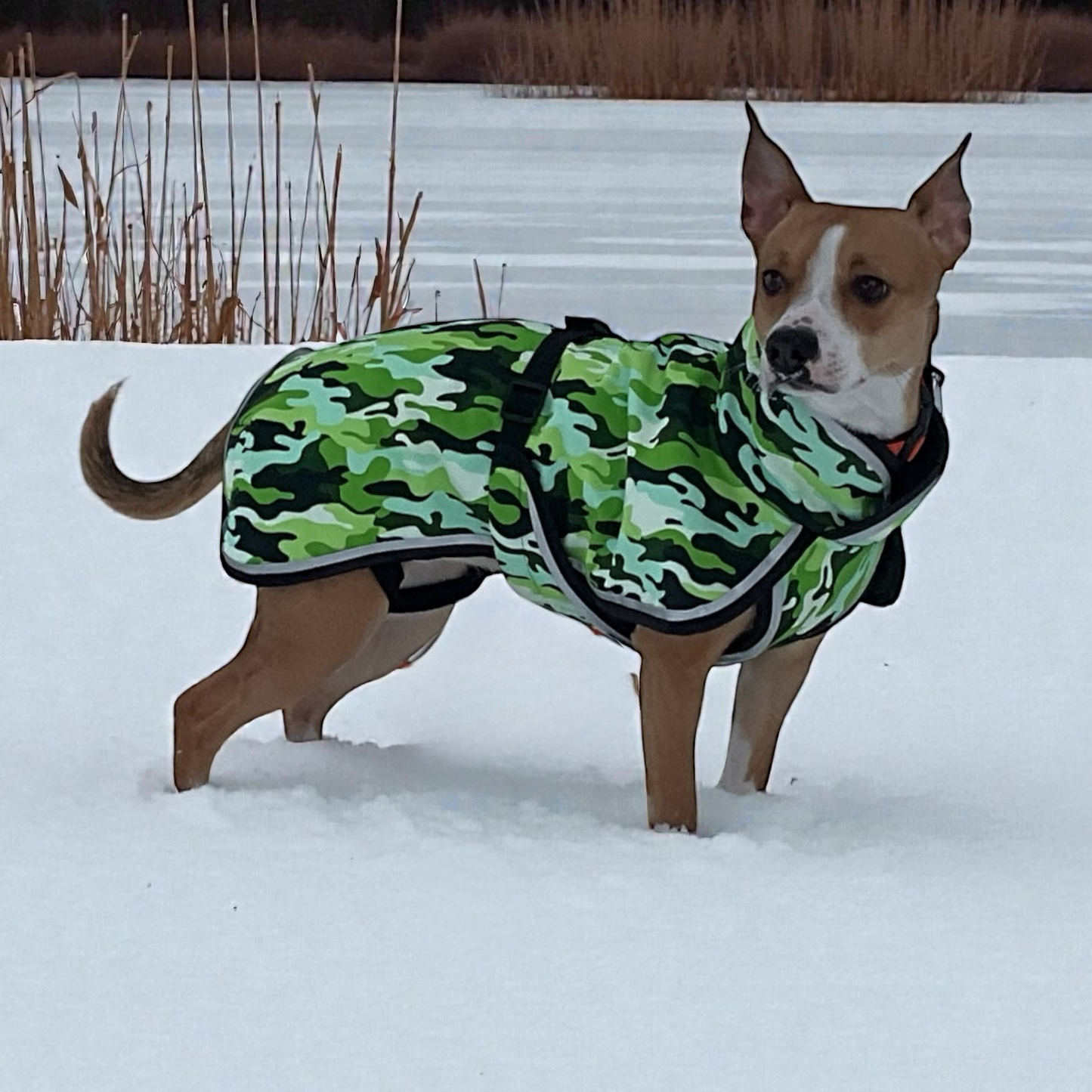 Vihreäkuviollinen koiran toppatakki