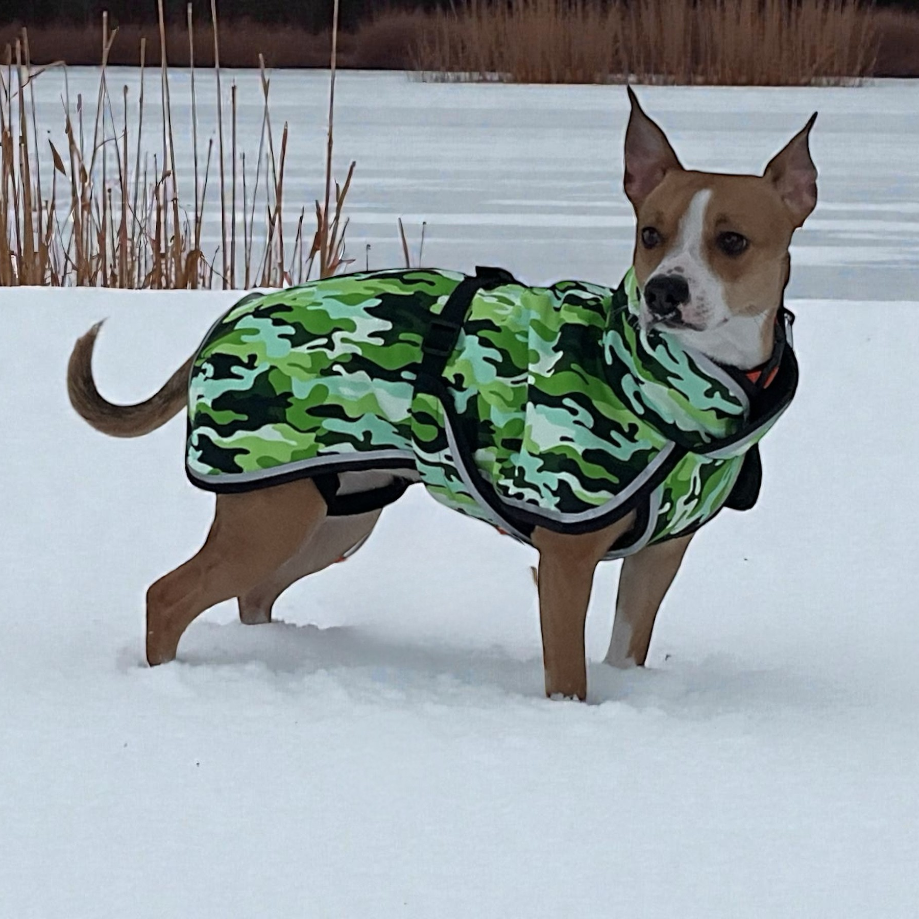 Vihreäkuviollinen koiran toppatakki