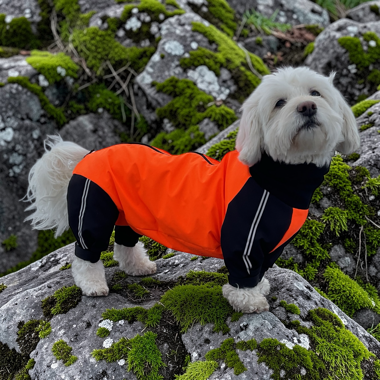 Milliset tuulipukuhaalari koiralle